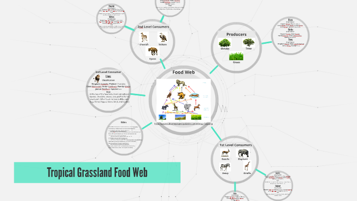 Tropical Grassland Food Web by Angel Contreras