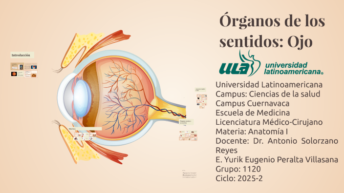 órganos De Los Sentidos Ojo By Yurik Peralta On Prezi