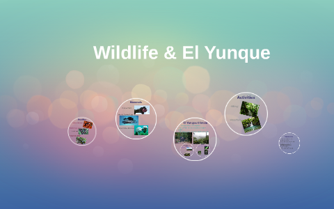 Wildlife & El Yunque by anisa ha on Prezi