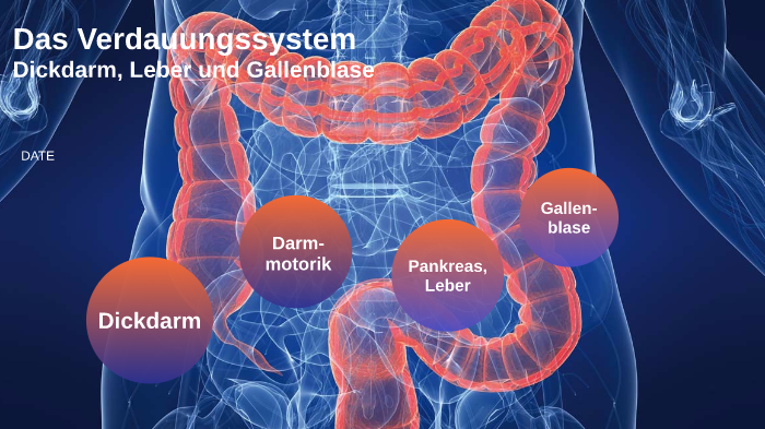 Verdauungssystem by Elisa Beckmann