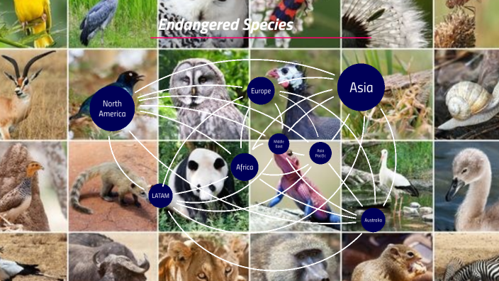 Endangered Species by Guillermo Munoz on Prezi