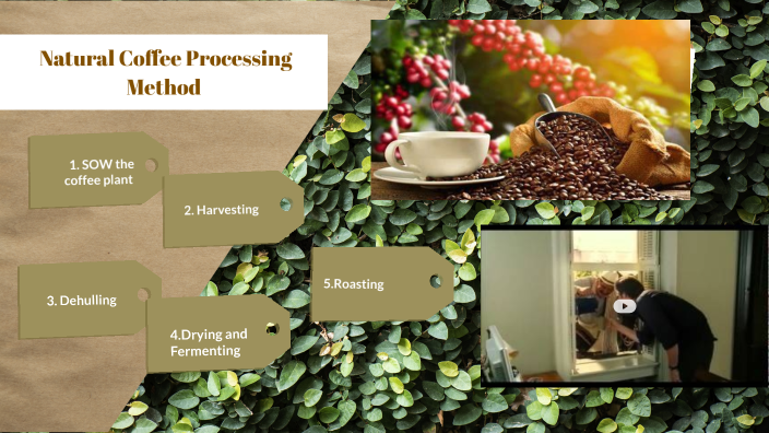 WHAT IS COFFEE PROCESSING? by leidy arenas on Prezi