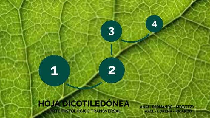 Hoja dicotiledónea by Jenifer Aceves on Prezi