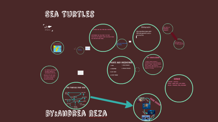 Sea Turtles by Andrea Reza on Prezi