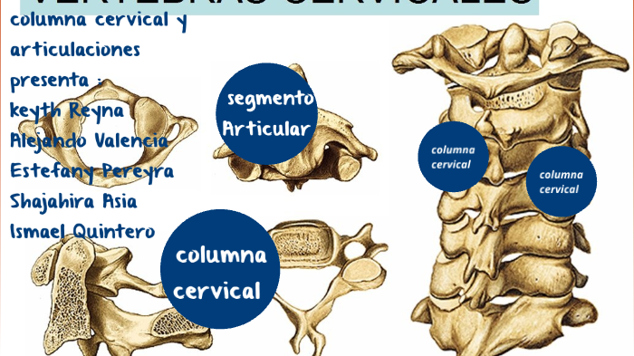 cervical by reyna reyna on Prezi