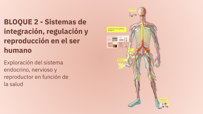 BLOQUE 2 - Sistemas de integración, regulación y reproducción en el ser