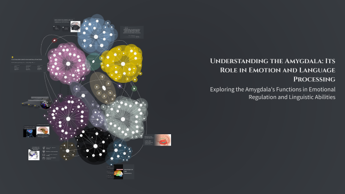 Understanding the Amygdala: Its Role in Emotion and Language Processing ...