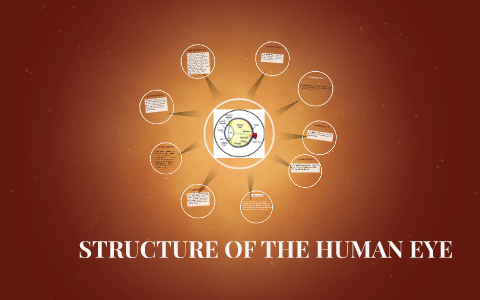 THE HUMAN EYE by STELLA JAMES on Prezi