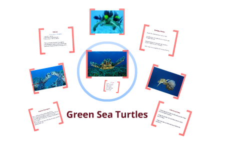 Green Sea Turtles by Caroline Macrae on Prezi