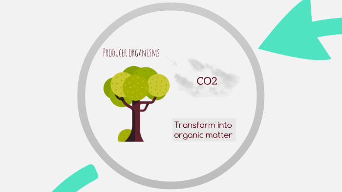 THE CARBON CYCLE by Juan José Jiménez de Juan on Prezi