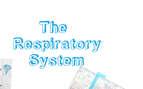 The Respiratory System by Shelby Rothstein on Prezi