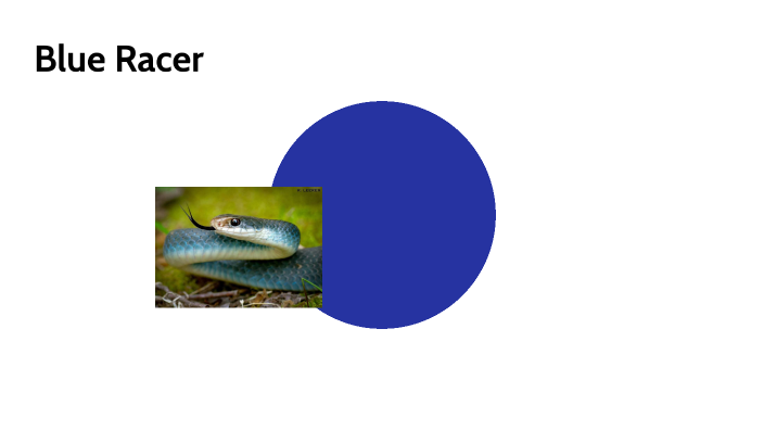 Blue Racer by kevin tran on Prezi