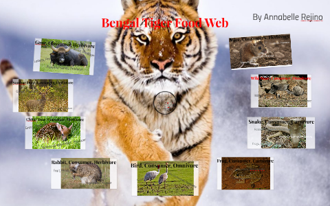 Tiger Food Web