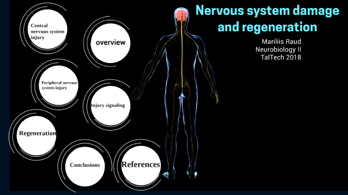 nervous-system-damage-and-regeneration-by-mariliis-raud