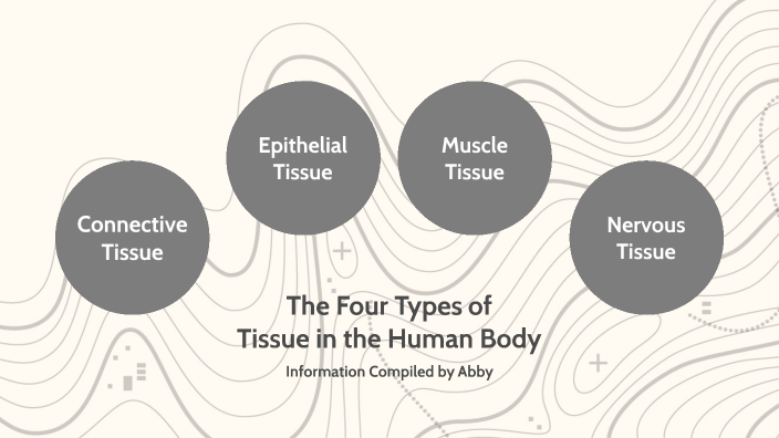 Types of Tissue in the Human Body by Abigal McCrea on Prezi