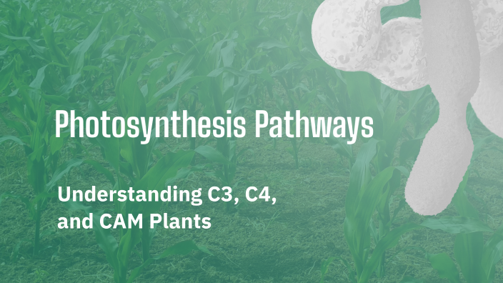 Photosynthesis Pathways by Edwin Coy on Prezi