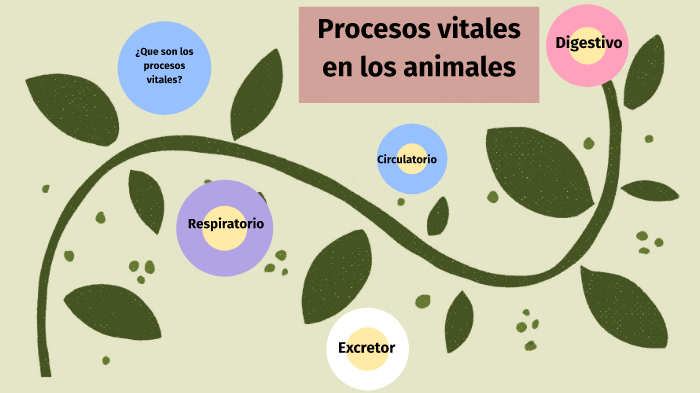 Procesos vitales (Biología) by Melanye Salome on Prezi