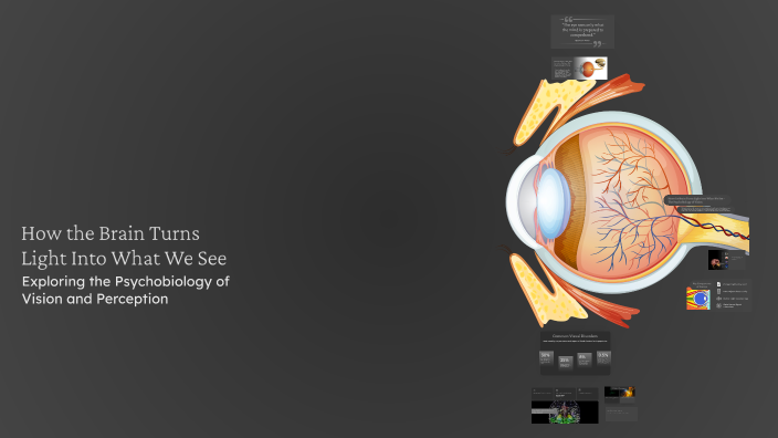 How the Brain Turns Light Into What We See by Zal gan on Prezi