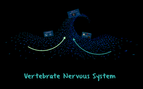 Vertebrate Nervous System by Sam Hofmann