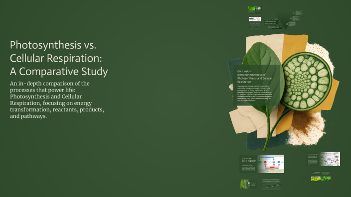 Comparing Photosynthesis and Cellular Respiration by Christopher ...