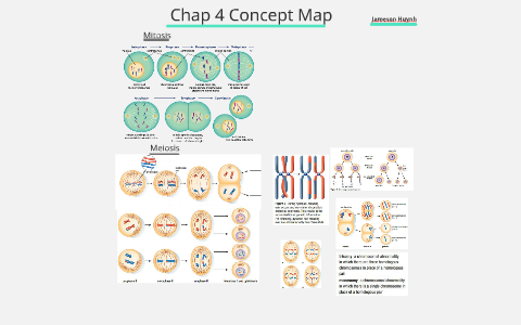 Chap 4 Concept Map by Jameson Huynh on Prezi