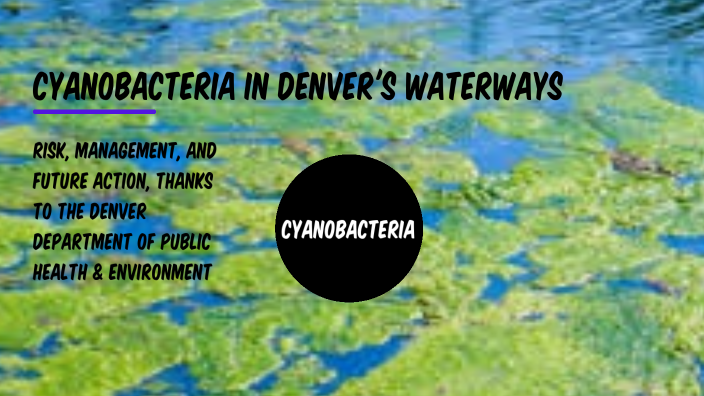 Cyanobacteria in Denver's Waterways by Ayla Mendelsohn on Prezi