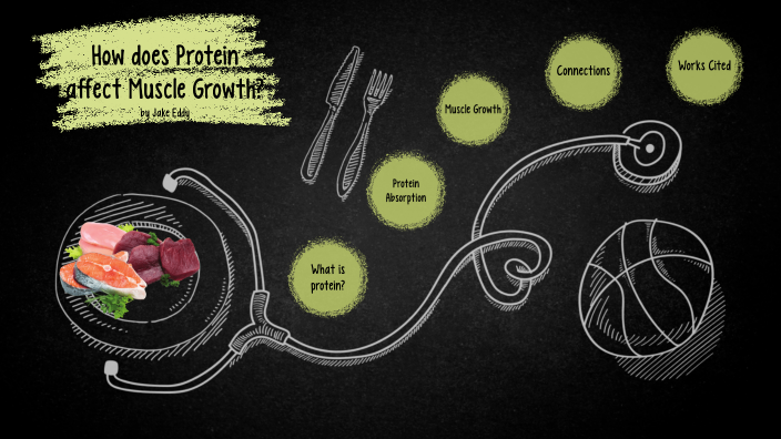 how-does-protein-affect-muscle-growth-by-jacob-eddy-on-prezi