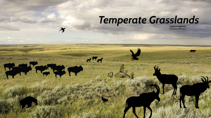 Temperate Grasslands by Juliette Lewis