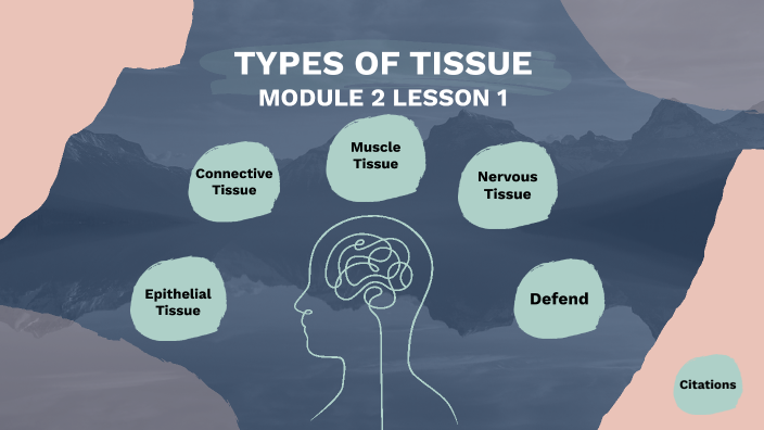 Types of Tissue by Gracie Bruyere on Prezi