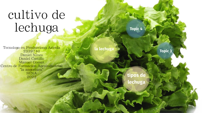 Cultivo De Lechuga By Hectormanuel Gomezcruz On Prezi