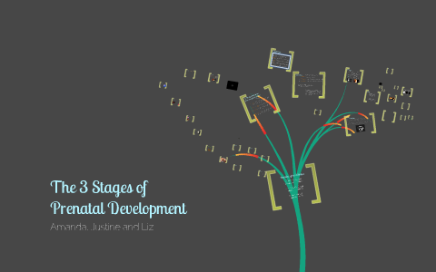 The 3 Stages of Prenatal Development by Justine Bartlett on Prezi