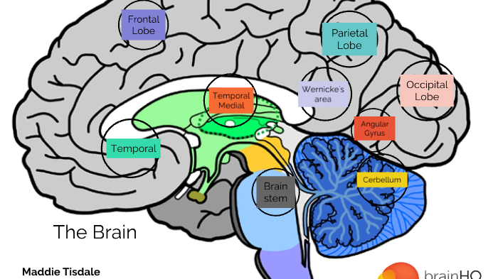 The Parts of the Brain by maddie tisdale on Prezi
