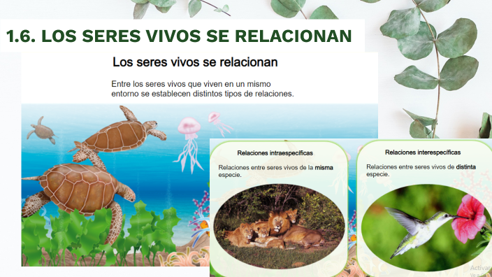 LOS SERES VIVOS SE RELACIONAN by david martinez diaz on Prezi