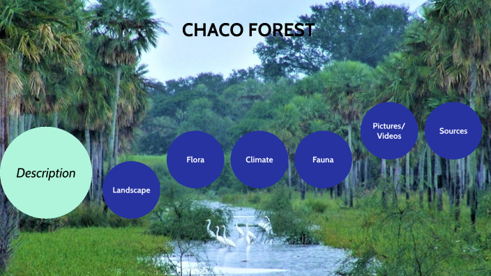 CHACO FOREST. ferruccia grillo by ferruccia grillo on Prezi Next