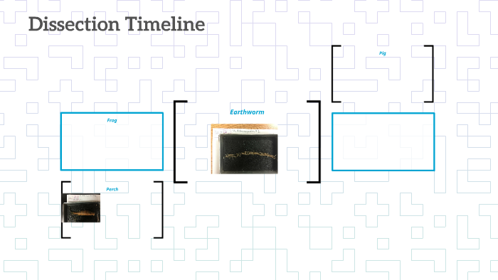 Dissection Time Dissection Timeline by on Prezi