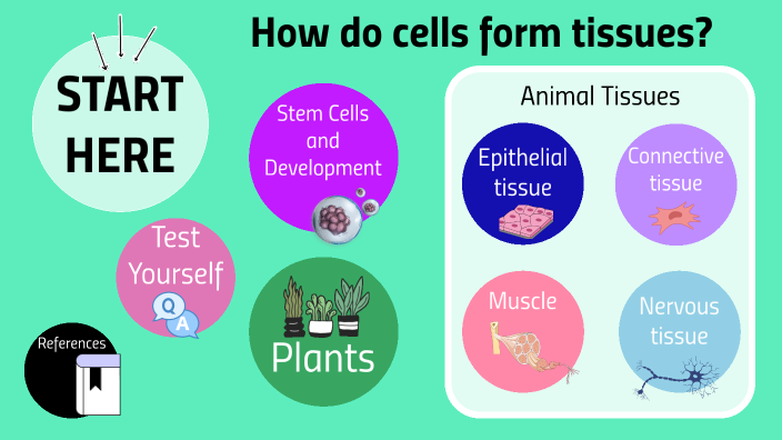 How do cells form tissues? by Madeleine Kiley on Prezi