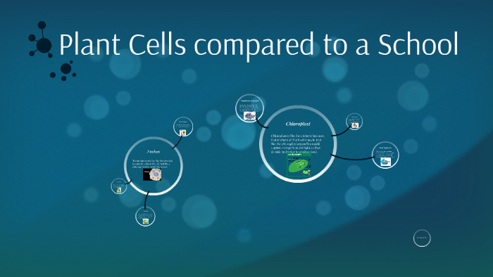 Plant Cells compared to a School by Victoria Molinari