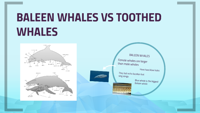 BALEEN WHALES VS TOOTHED WHALES by Carla Troudart on Prezi