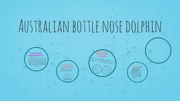 Australian Bottlenose dolphins by Nyiona Davis on Prezi
