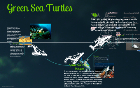 Green Sea Turtles by Francisco Gonzalez on Prezi