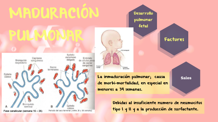 MADURACION PULMONAR by Johana Taris on Prezi