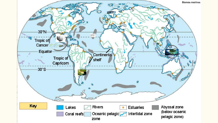 Biomas Marinos by on Prezi