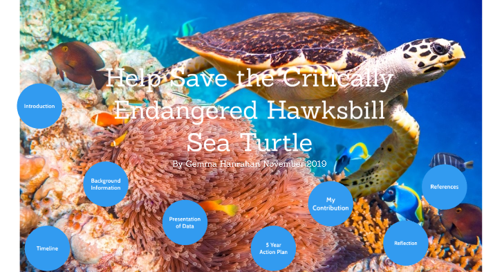 Hawksbill Sea Turtle by Gemma Hanrahan on Prezi