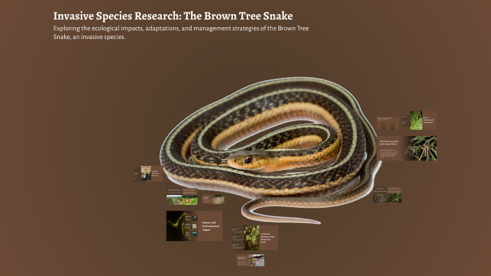 Invasive Species Research: The Brown Tree Snake by Isaiah Manley on Prezi