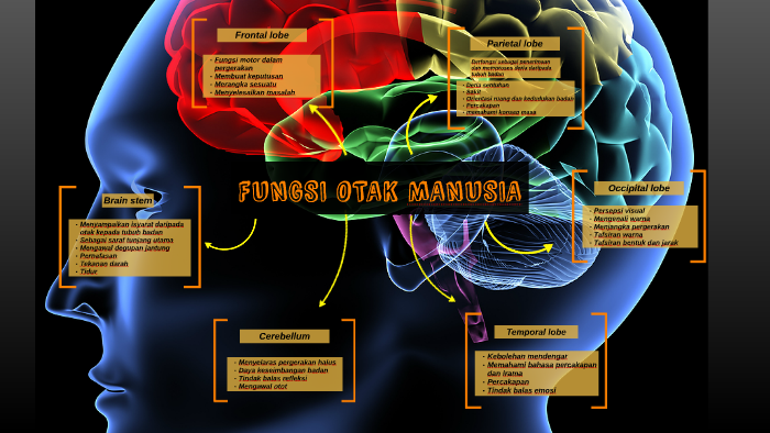 Fungsi Otak Manusia By Niko Izzat On Prezi Next