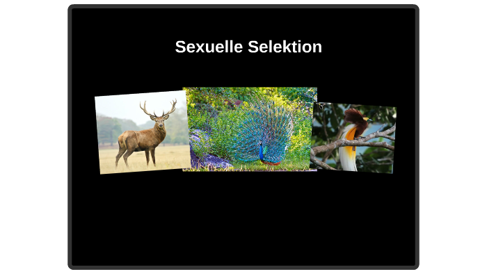 Was Ist Eine Sexuelle Selektion Sexuelle Selektion by Niklas Hass on Prezi