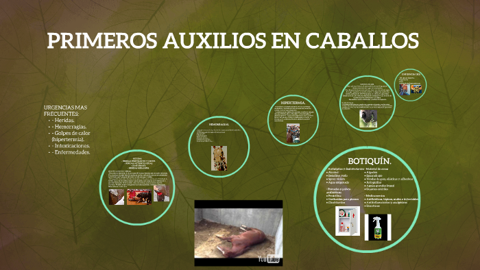 PRIMEROS AUXILIOS EN CABALLOS by ainhoa RUIZ on Prezi