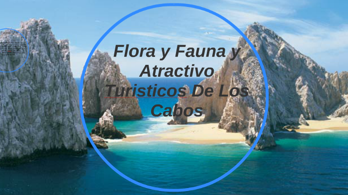 Flora y Fauna De Los Cabos by gabriel garcia albañez on Prezi
