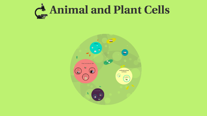Animal and Plant Cells by Vicki McDuffee on Prezi