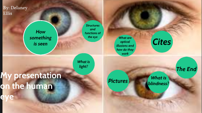 the human eye by Delaney Ellis on Prezi